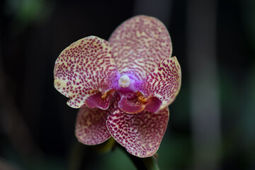 Orquidea pequeña