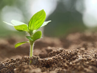 Green sprout growth on the soil ground forest nature background