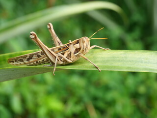 Brown Grasshopper, Bombay Locust on green leaf tree with natural black background, Thailand
