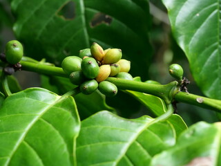 Raw fruit and ripe yellow and green color coffee cherry beans on tree plantation in Thailand