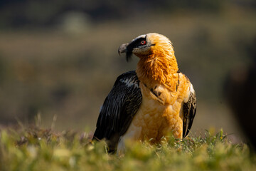 Trabajos de wildlife 