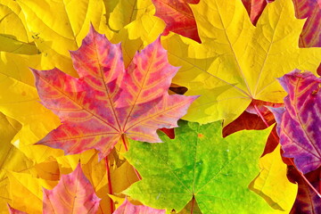 Naklejka na ściany i meble fallen autumn colorful green, yellow, red, orange, golden maple leaves close up collected for the background