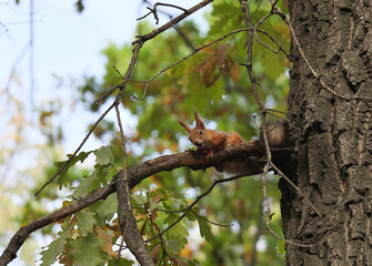 squirrel on tree