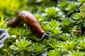 snail on a leaf in garden