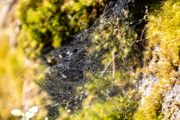 moss on stone in forrest