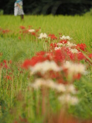 田んぼのあぜ道に咲いた赤と白の彼岸花