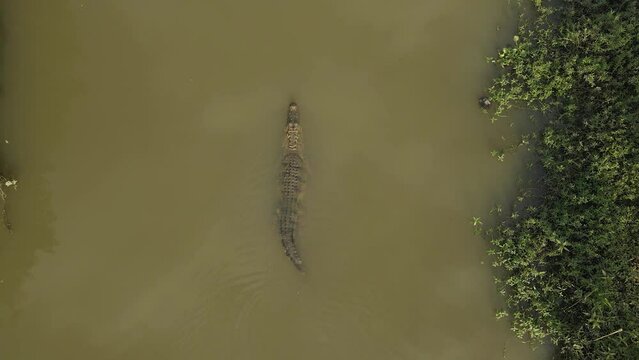 Aerial Drone Shot of Big Crocodile Swimming in Green River Delta