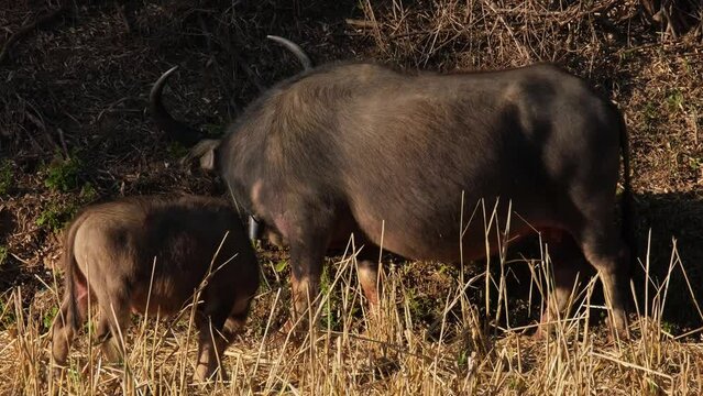 A calf next to the mother Buffalo seen as they graze during a hot afternoon, Carabaos Grazing, Water Buffalo, Bubalus bubalis, Thailand.