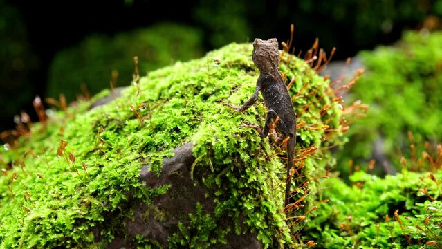Looking towards an ant moving around on a mossy rock, Brown Pricklenape Acanthosaura lepidogaster, Khao Yai National Park.