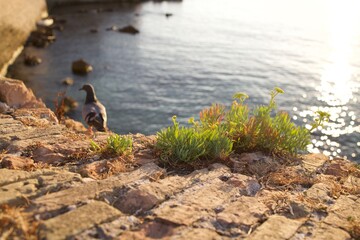 bird on the beach