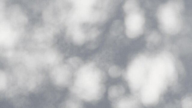 Closeup branch tree leaves silhouette shadow motion on wall, abstract background