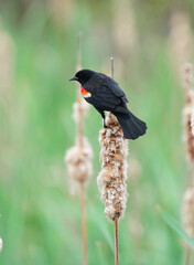 red wing blackbird on the reed