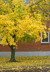 Fototapeta na wymiar fallen yellow leaves on the garden ground