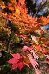 紅葉のもみじ