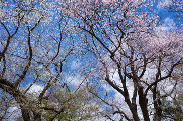 桜と青空