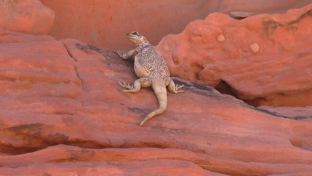Common Chuckwalla on red rock, USA
Valley of Fire State Park Nevada, 2021 
