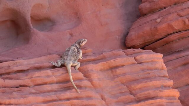 Common Chuckwalla stands on red rock, USA
Valley of Fire State Park Nevada, 2021 
