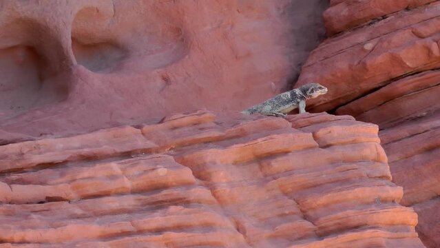 Common Chuckwalla walking on rock in the desert
Valley of Fire State Park Nevada, 2021 
