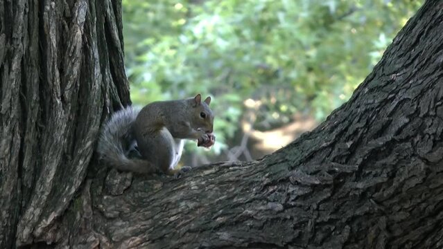 Eastern Gray Squirrel eats human snack, close view
Central park, new York USA, 2021
