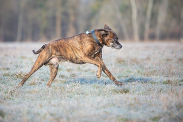 Fototapeta na wymiar boxer dog running playing on a cold winter day