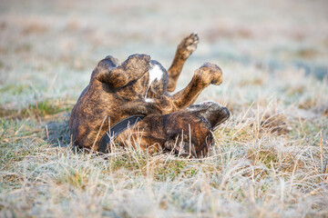 boxer dog running playing on a cold winter day