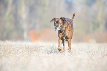 boxer dog running playing on a cold winter day