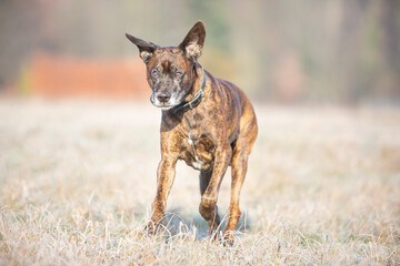 boxer dog running playing on a cold winter day