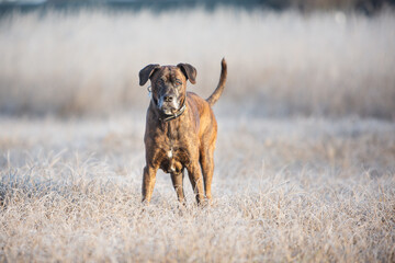 boxer dog running playing on a cold winter day