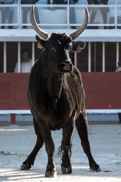 Cocardier de Camargue 