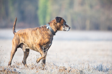 boxer dog running playing on a cold winter day