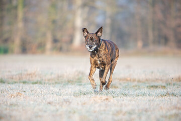 boxer dog running playing on a cold winter day