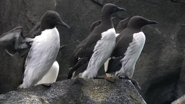 Common murre group on rock 
Valdez Alaska, USA, 2021 
