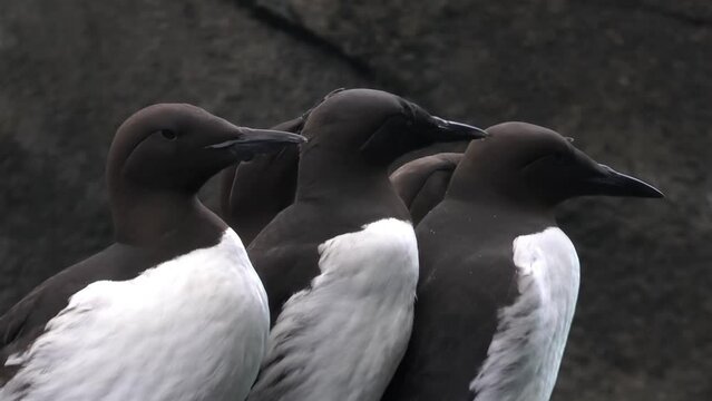Common murre group on rock, Close up 
Valdez Alaska, USA, 2021 
