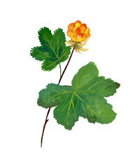 watercolor element - cloudberry on a white background.