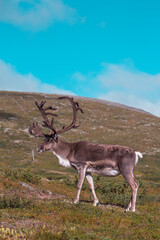 Free reindeer in the mountains of Lapland, Finland