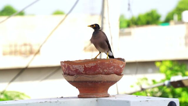Common Myna. Bird sitting at a birdbath on a summer day. Bird drinking water. Thirsty bird.