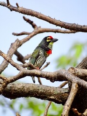 Coppersmith Barbet in Goa