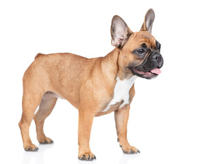 French Bulldog puppy standing in  side view. Isolated on white background