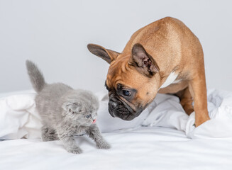 French bulldog dog sniffs afraid kitten on a bed at home. Pets look at each other