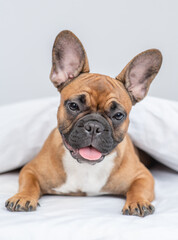 Аrench bulldog puppy sits under warm blanket on the bed at home
