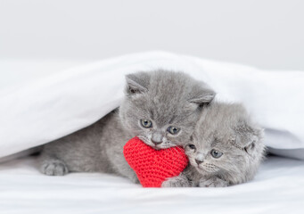 Two cute kittens lying on a bed at home and holding red heart