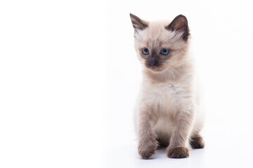 A small kitten sits and looks thoughtfully. Isolated on white background. Concept of goods for cats, veterinary clinic and pet shop
