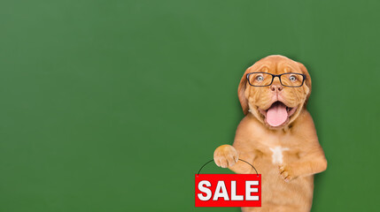 Smiling smart puppy wearing eyeglasses holds sales symbol near green chalkboard