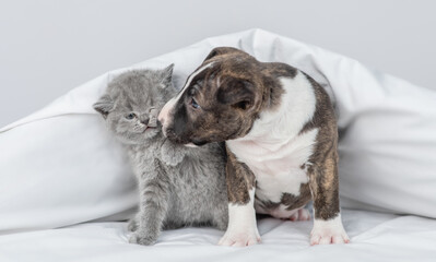 Playful Miniature Bull Terrier puppy kisses tiny kitten under warm white blanket on a bed at home