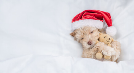 Cute Goldust Yorkshire terrier puppy  wearing red santa hat lying on a bed under white blanket at home and hugging toy bear. Top down view. Empty space for text