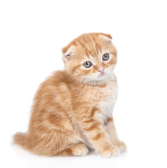 Fold cute ginger tabby cat looks at camera. isolated on white background
