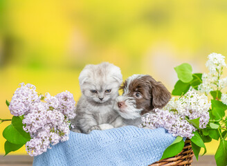 Yorkshire terrier puppy and tiny kitten sit together inside basket between lilacs flowers