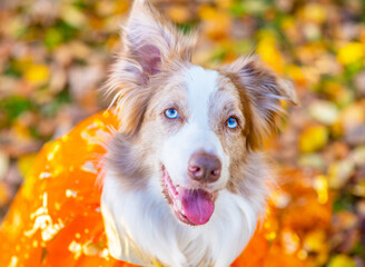 Happy Border Collie dog wearing halloween cloak stands at autumn park