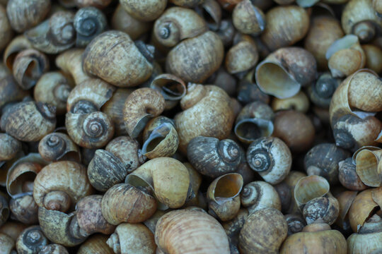 close up of a shell Pila ampullacea