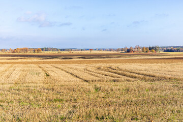 Fototapeta na wymiar Stubble field after the harvest in autumn
